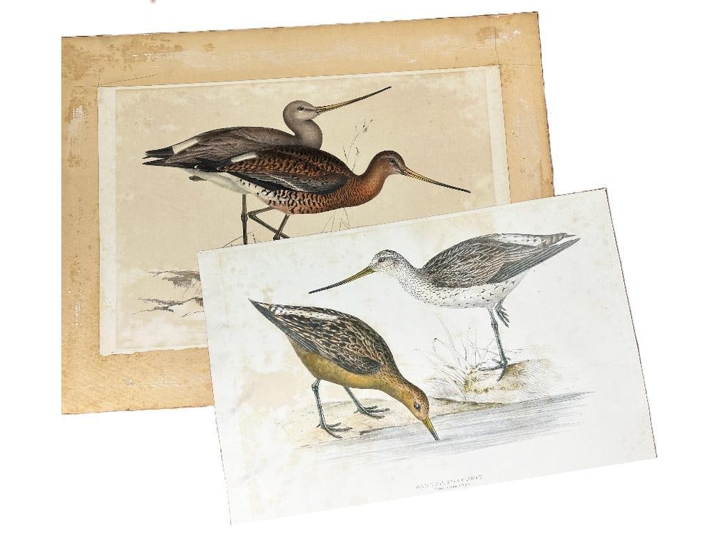 19th century. A ornithological print of a Bar/Balck Tailed Godwit (Limosa rufa) by J & E Gould; (1 of 3)