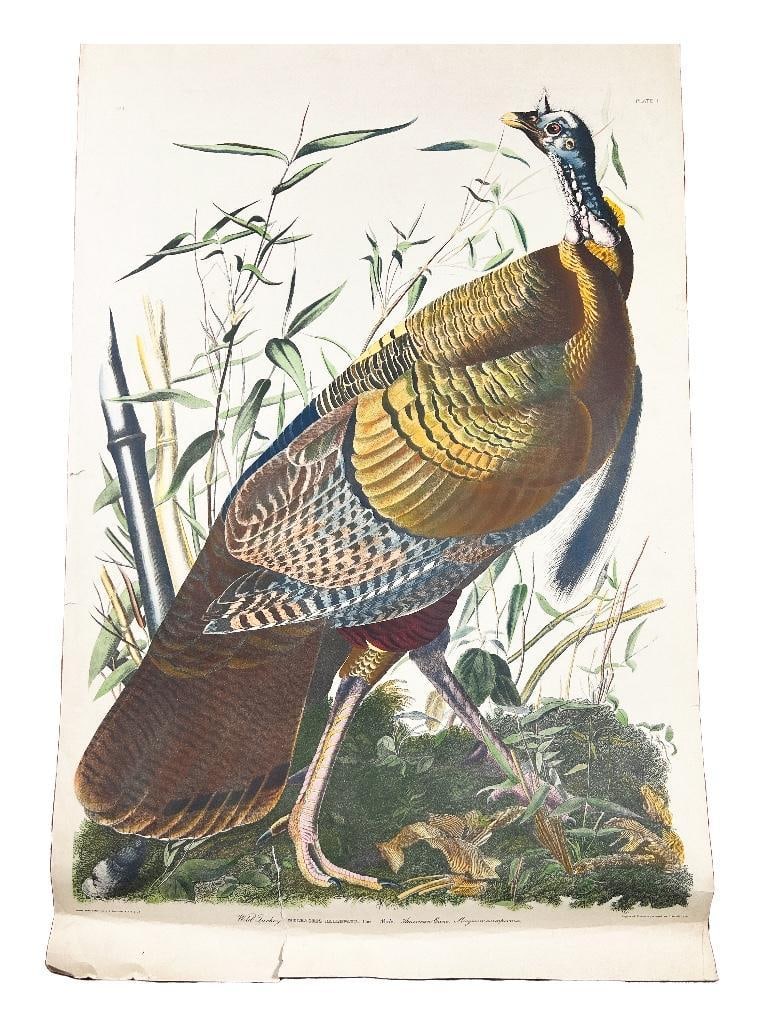 America, 19th century. Wild Turkey, Meleagris Gallopavo. Linn, Male. American Cane. Miegia (1 of 5)
