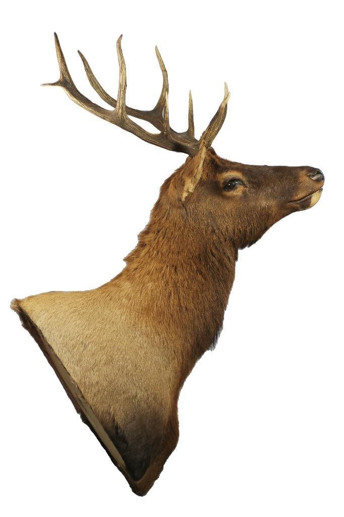 A Mounted Elk Head (1 of 4)