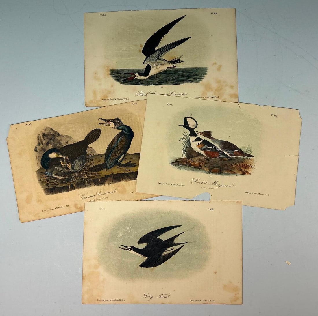 A Group of John James Audubon (1785-1851) Chromolithographs (1 of 3)