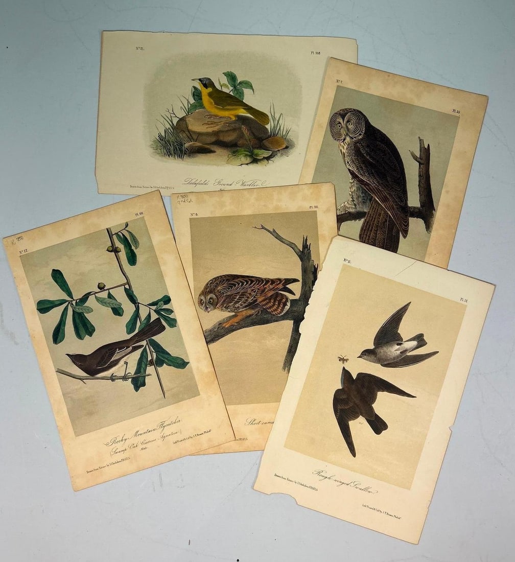 A Group of John James Audubon (1785-1851) Chromolithographs (1 of 2)