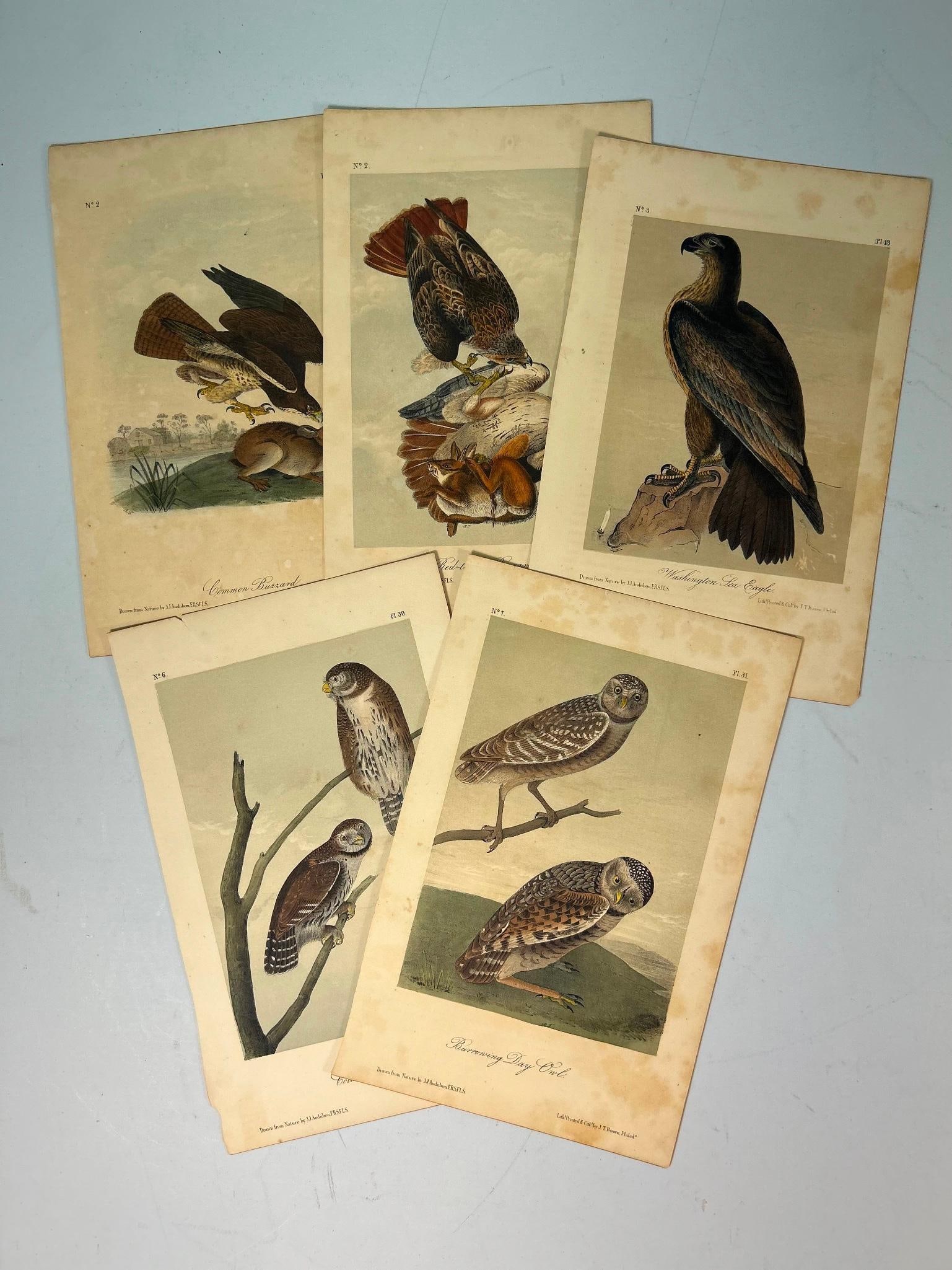A Group of John James Audubon (1785-1851) Chromolithographs (1 of 3)