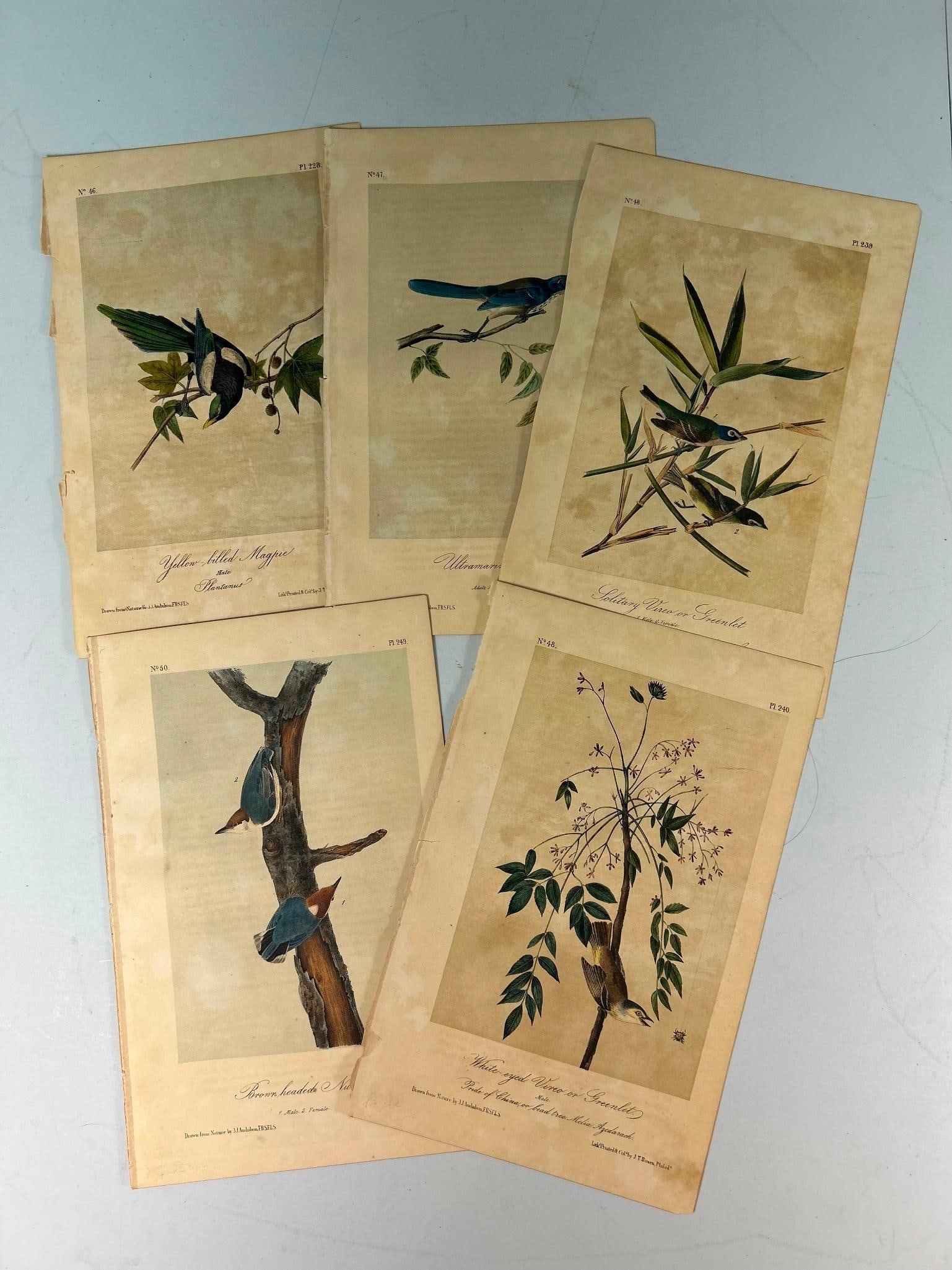 A Group of John James Audubon (1785-1851) Chromolithographs (1 of 4)