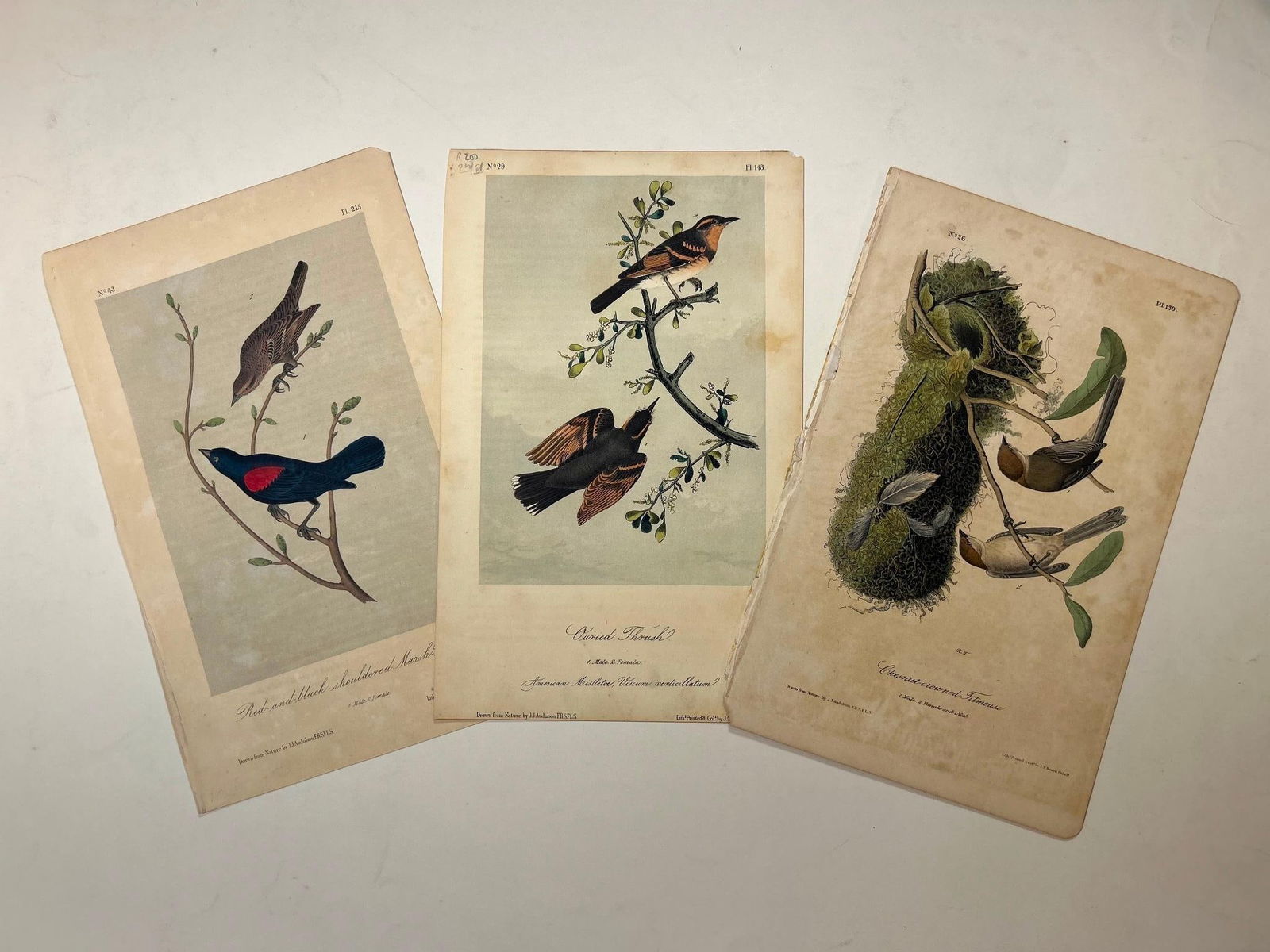 A Group of John James Audubon (1785-1851) Chromolithographs (1 of 3)
