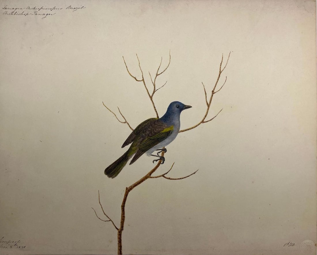 A Pair of Antique Bird Illustrations, Liverpool c.1819/1830 (1 of 6)