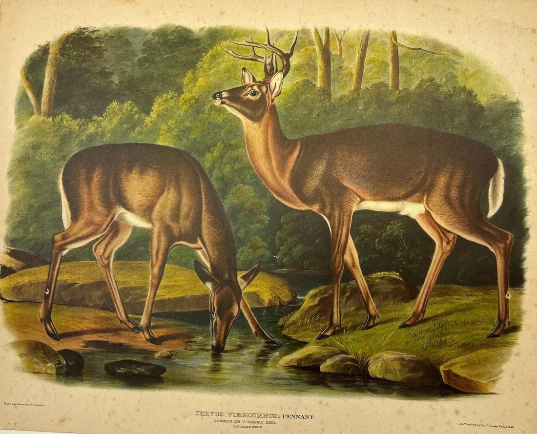 Common Virginian Deer Chromolithograph, J.W. Audubon, c.1848 (1 of 2)