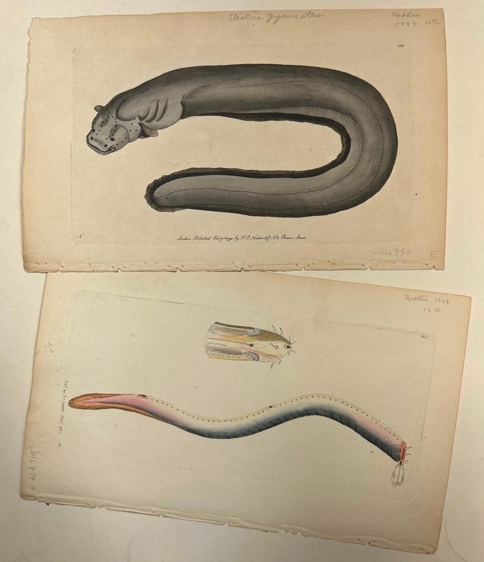 Naturalist Prints by Frederick Polydore Nodder (English, 1770 – 1801) (1 of 2)