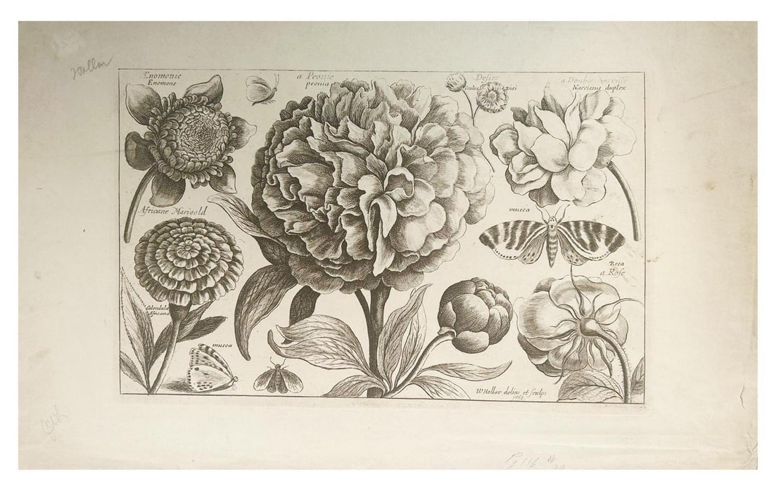 Paeonia Species Surrounded by Botanicals by Wenceslaus Hollar (Bohemia, 1607-1677) (1 of 2)