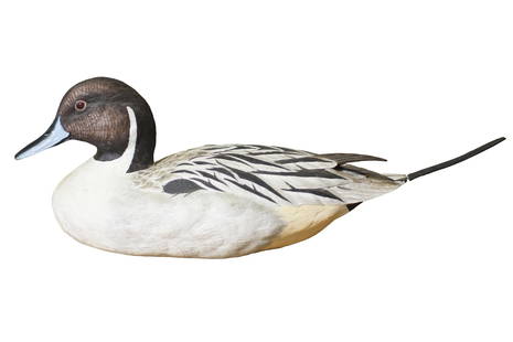 Wooden Pintail Drake Duck Decoy Carving: A wooden duck deocoy depicting a Pintail Drake.  Good condition.