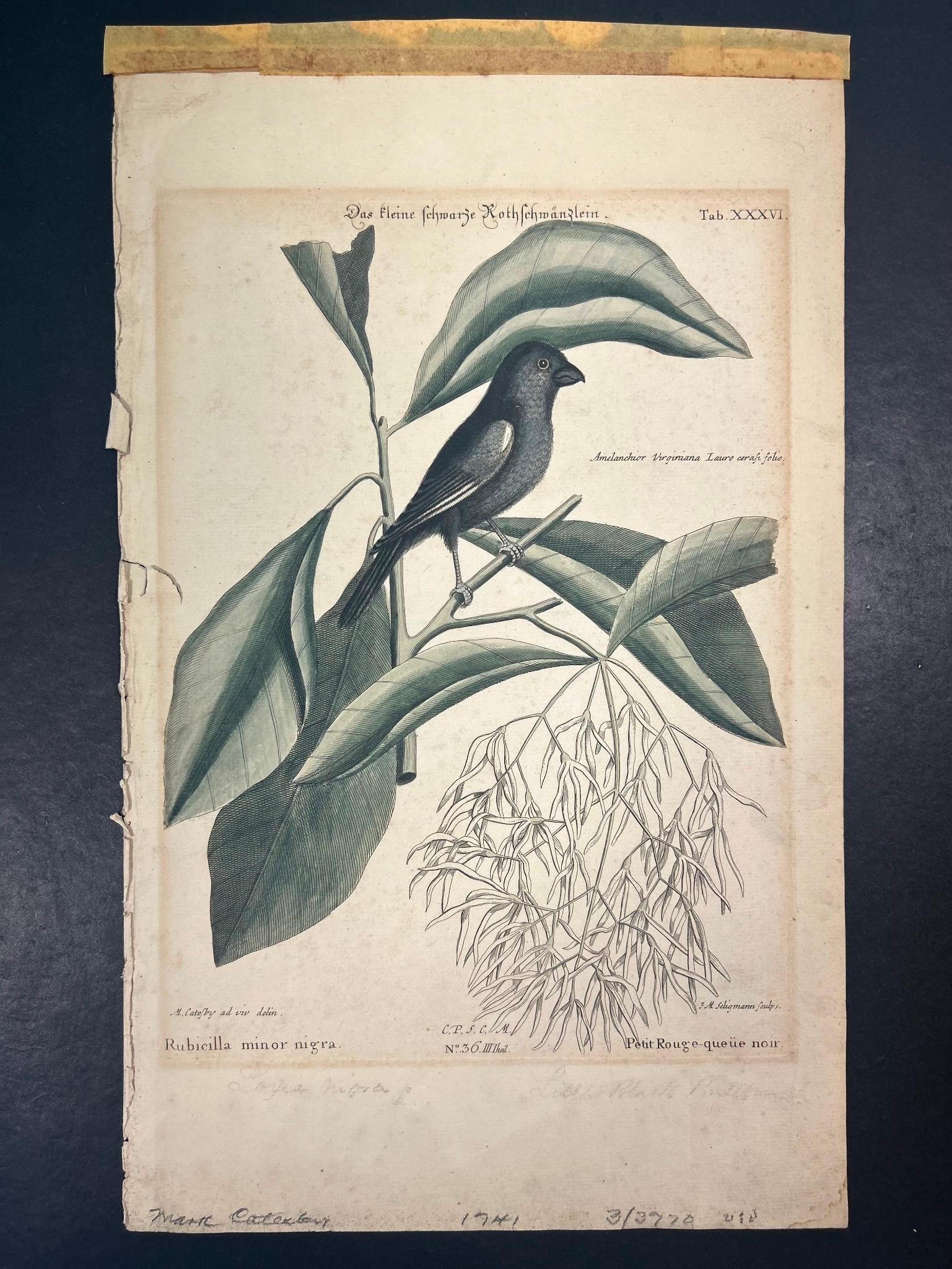 'The Little Black Bullfinch' by Mark Catesby Hand-Colored Copperplate Engraving 1741 (1 of 3)