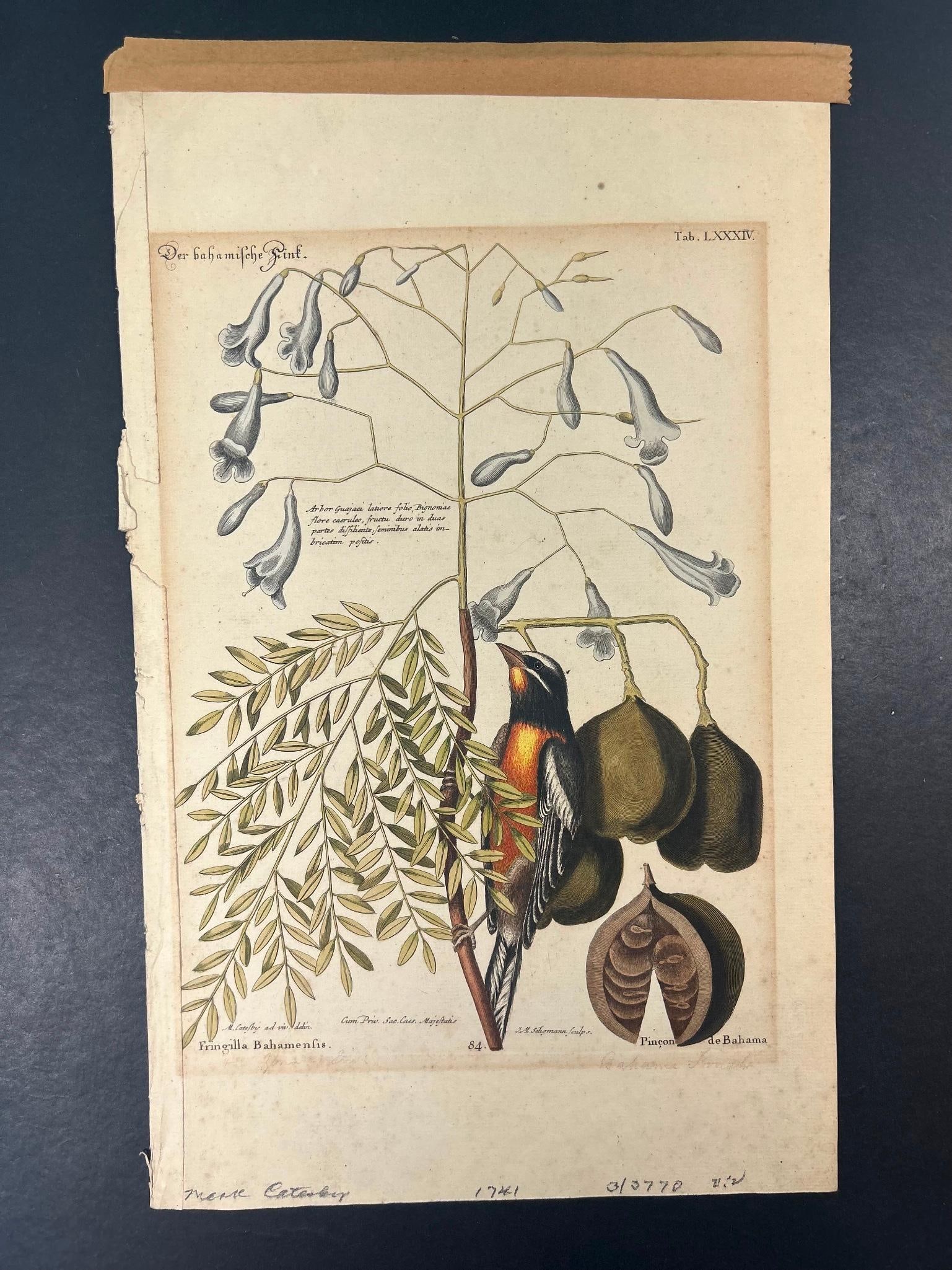 'The Bahama Finch' by Mark Catesby Hand-Colored Copperplate Engraving 1741 (1 of 4)