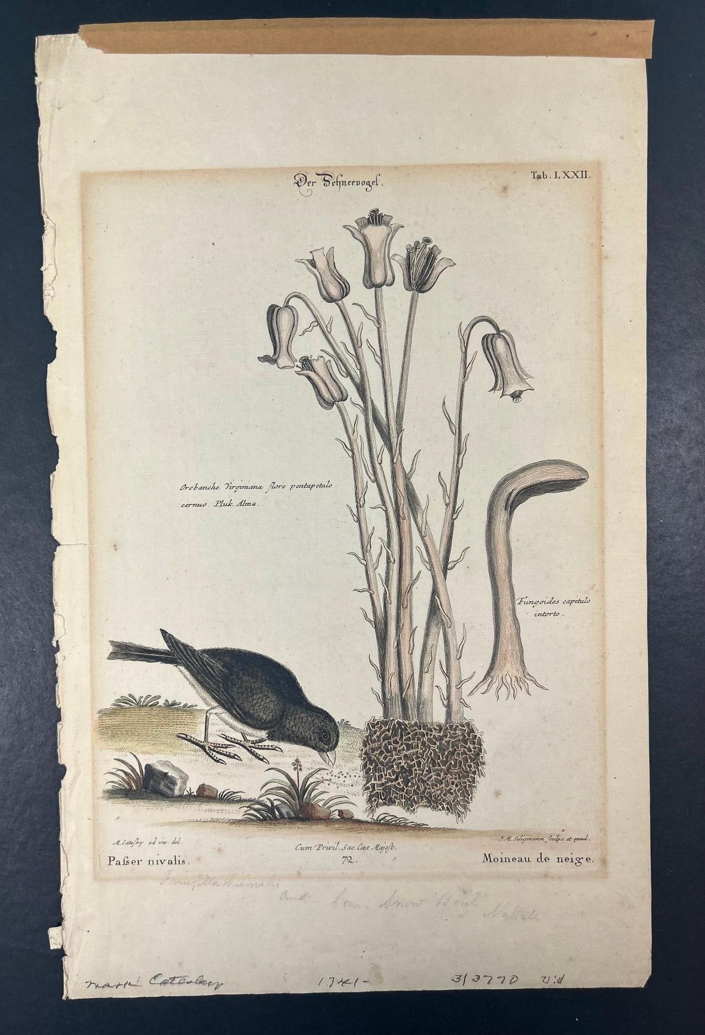 'Der Schneevogel' Engraving by Mark Catesby 1741 (1 of 4)