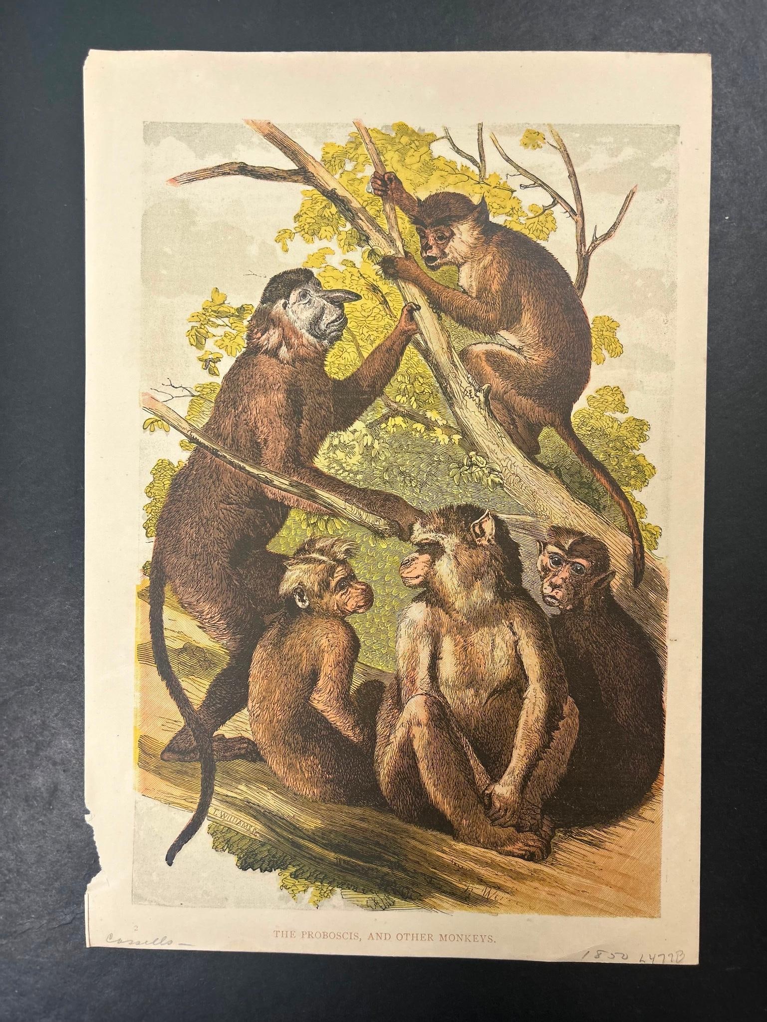 'The Proboscis, And Other Monkeys' Engraving by T. Williams 1869: 1869 T. Williams The Proboscis, And Other Monkeys. Colored engraving. Overall good condition. Tear on left margin.