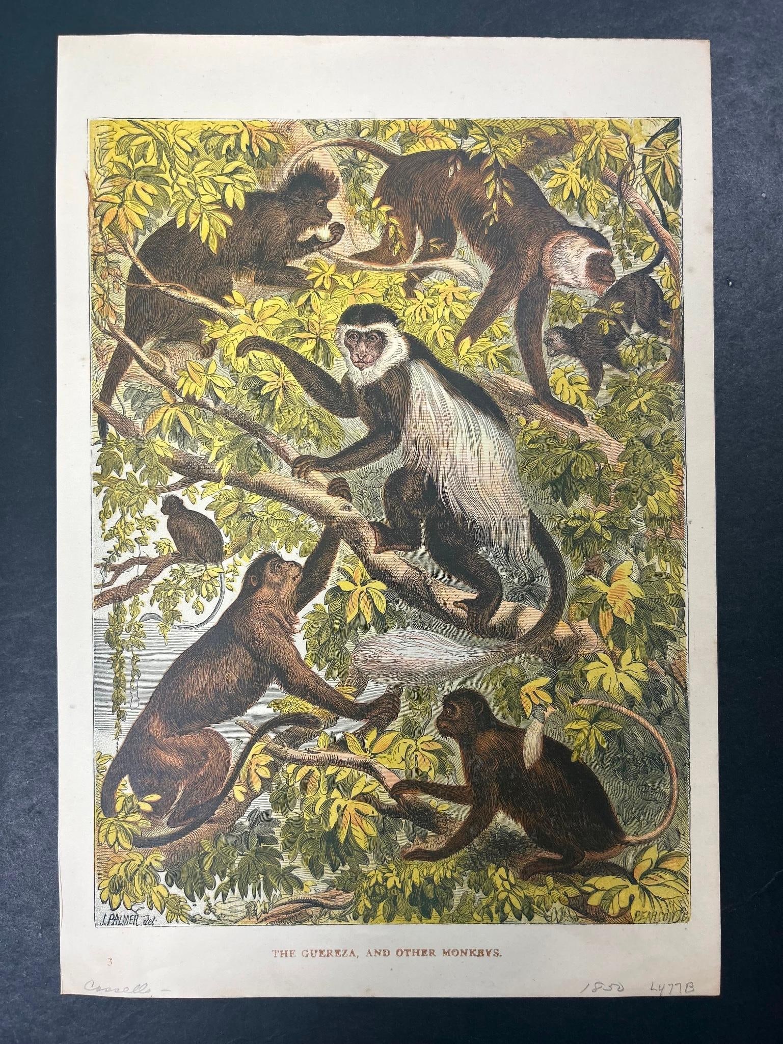 c. 1850 J. Palmer 'The Guereza, and other Monkeys' Colored Etching: c. 1850 J. Palmer The Guereza, and other Monkeys Colored Etching. Page measures approx 7" x 10" Good condition.