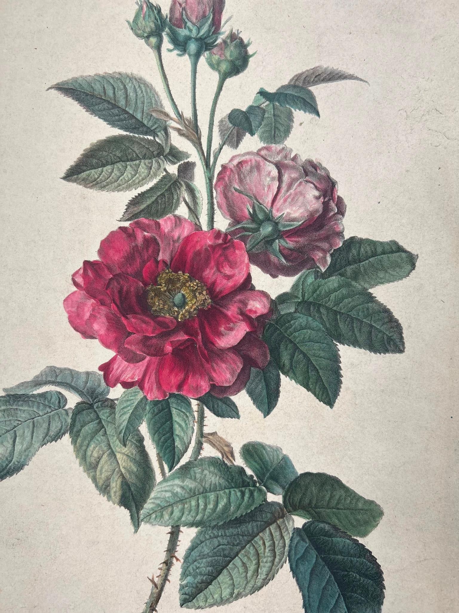Sprig of Roses (Rose de Provins) after Gerard van Spaendonck (1 of 4)