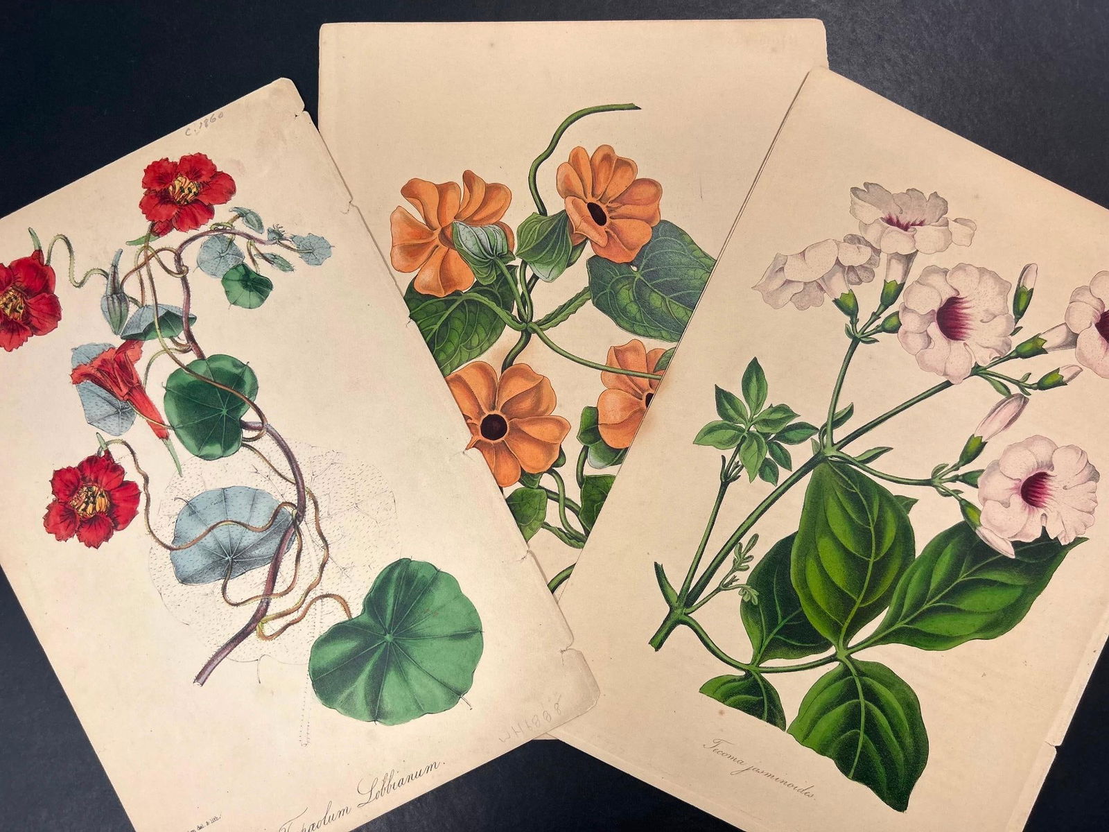 A Lot of Hand-colored Botanical Prints (1 of 5)