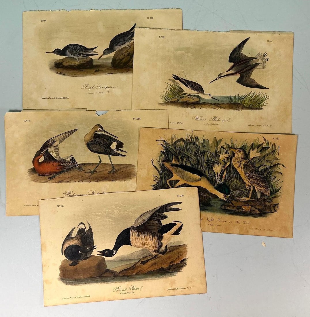 A Group of John James Audubon (1785-1851) Chromolithographs (1 of 3)