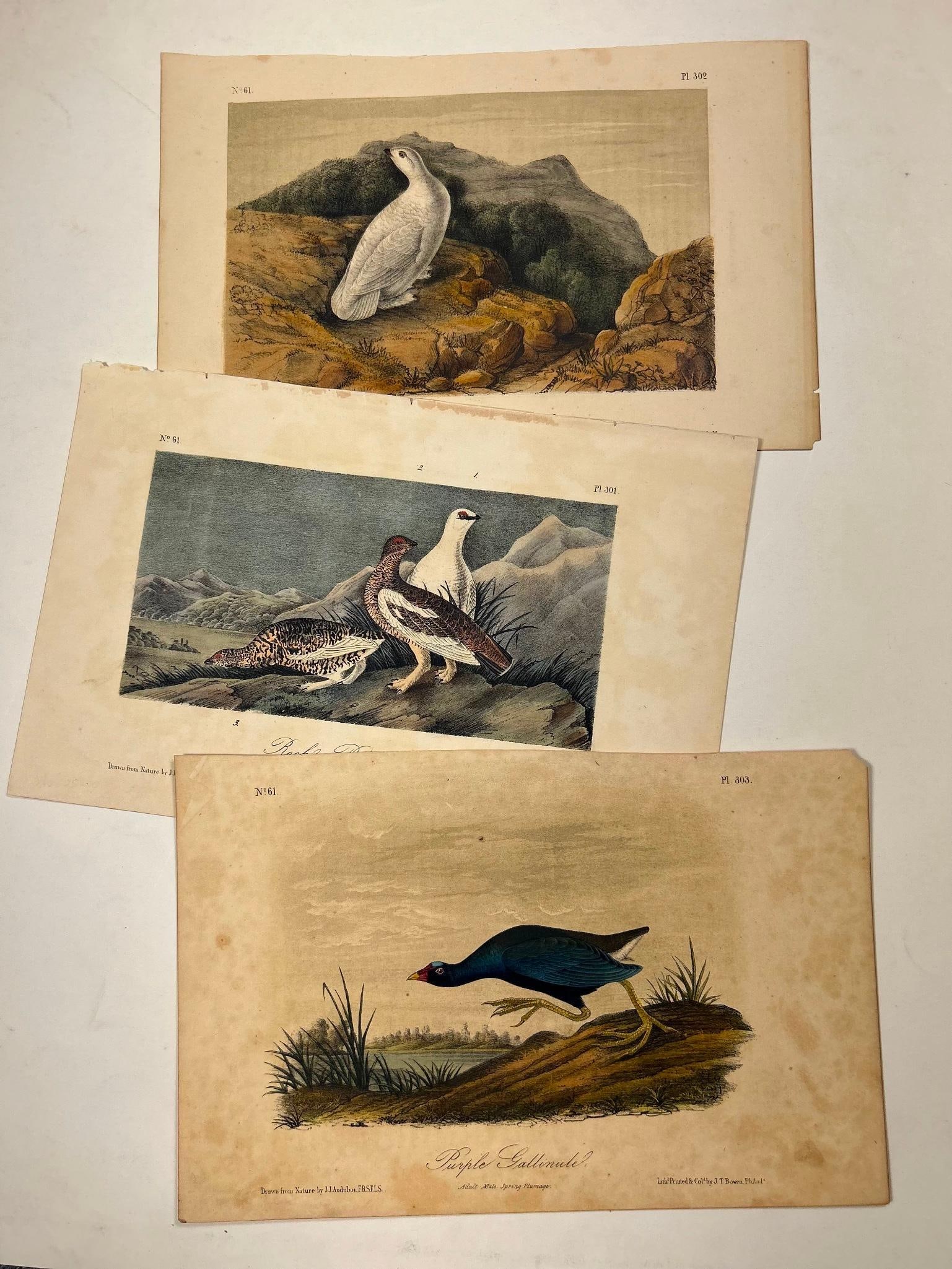 A Group of John James Audubon (1785-1851) Chromolithographs (1 of 4)