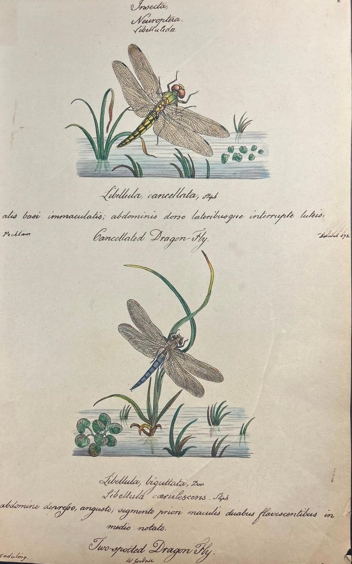 Antique Two-spotted Dragon Fly Hand-colored Engraving (1 of 3)
