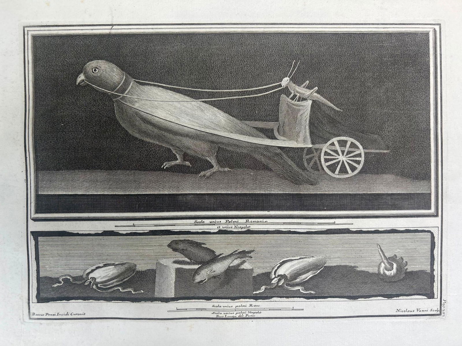 Nicola Vanni Grasshopper Driving a Parrot-Cart Etching (1 of 3)