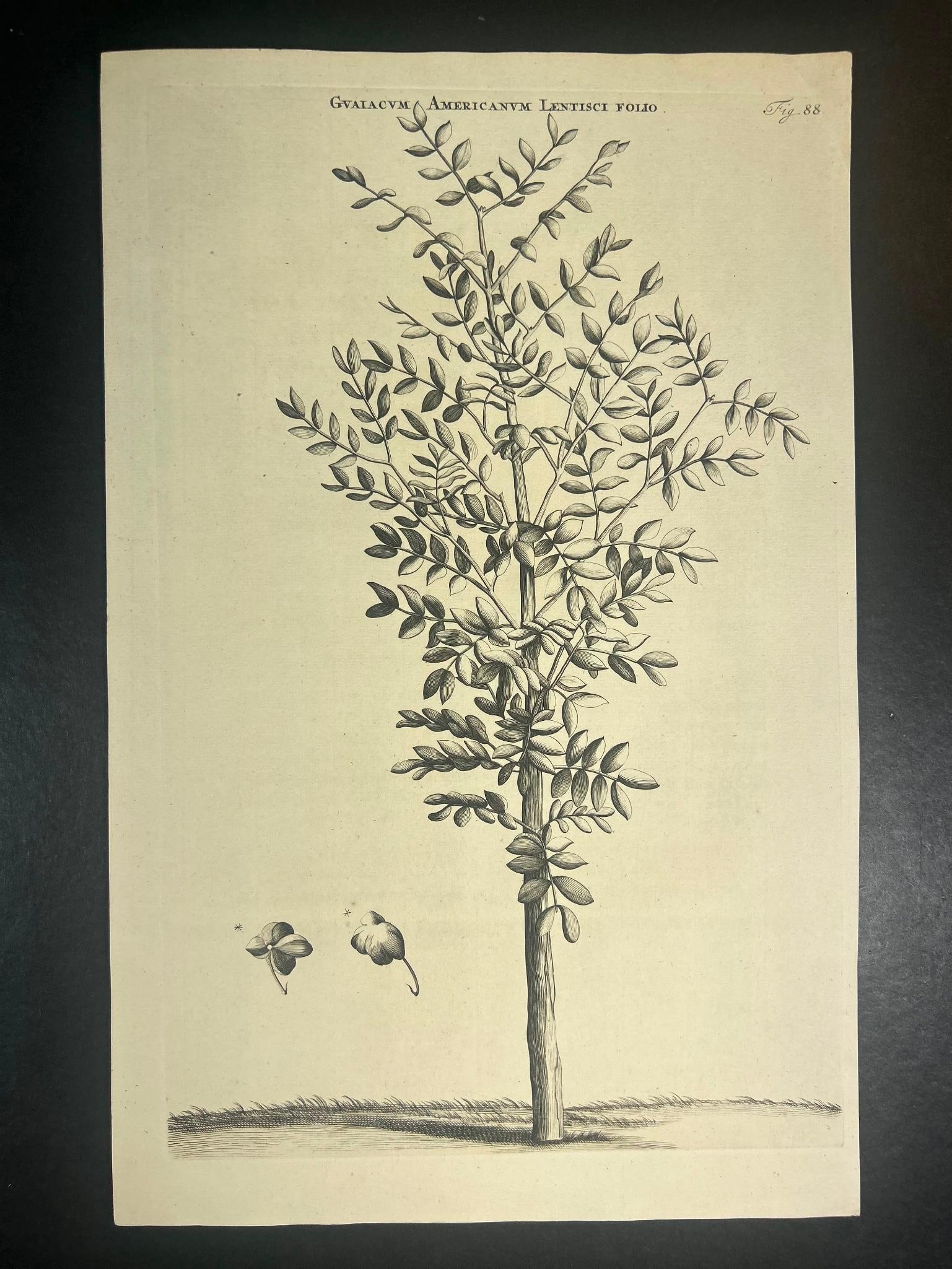 18th Century Botanical Etching Guaiacum Americanum Lentisci Folio (1 of 2)