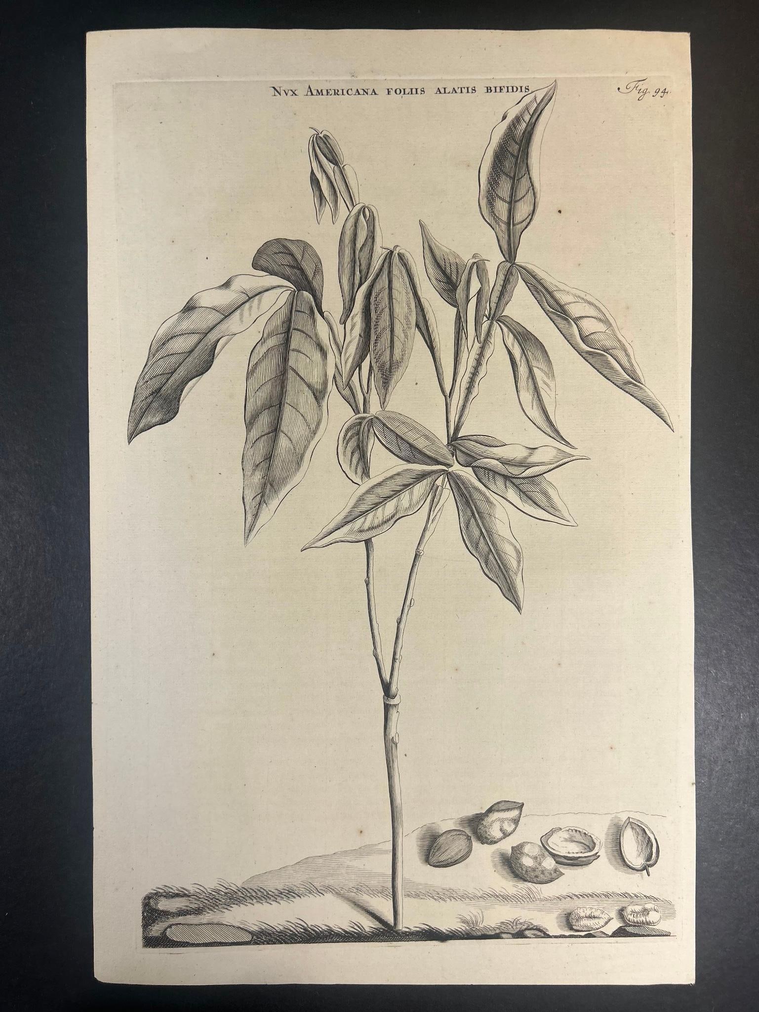 18th Century Botanical Etching Nux Americana Foliis Alatis Bifidis (1 of 2)