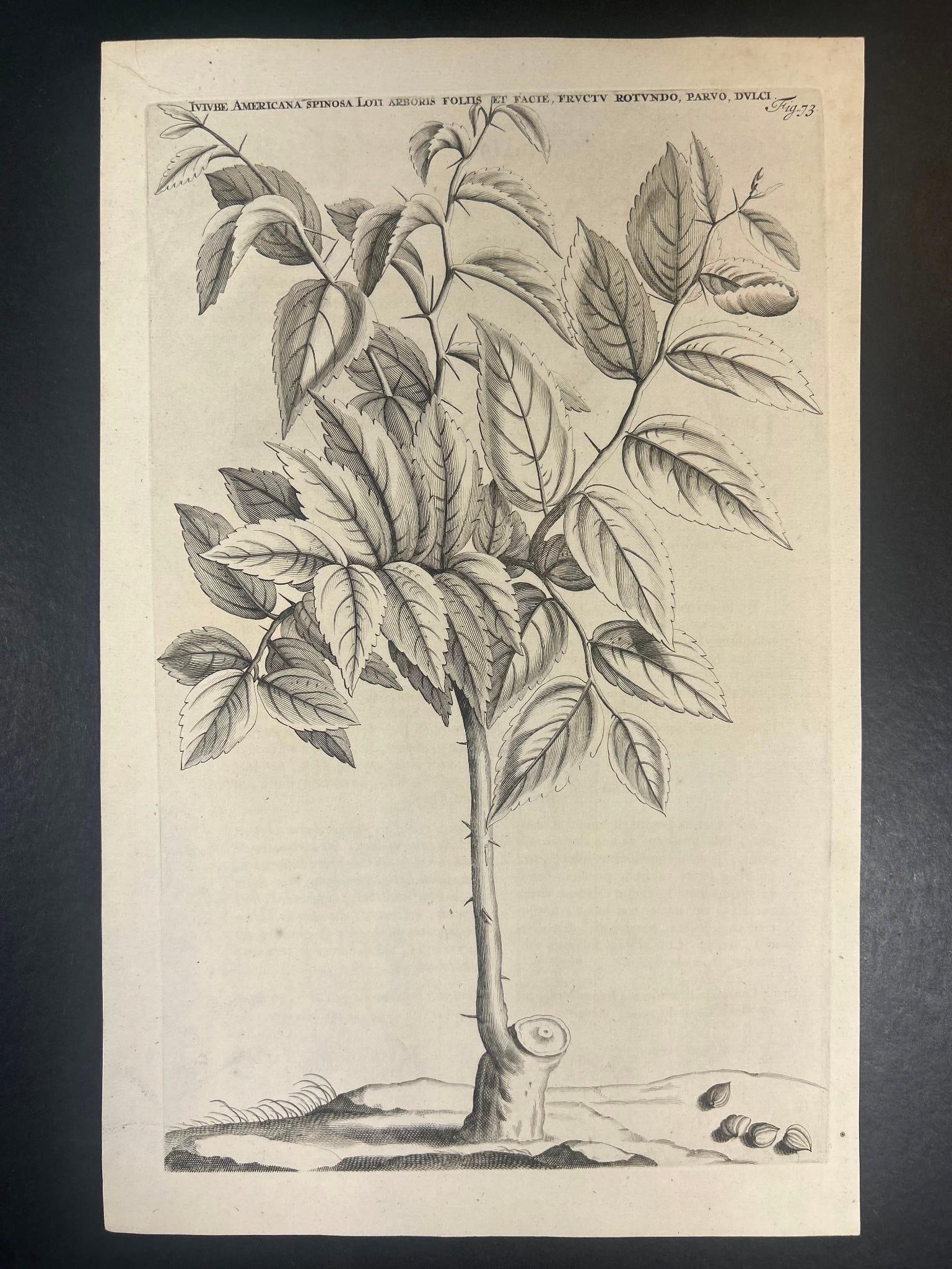 18th Century Botanical Etching Tree (1 of 2)