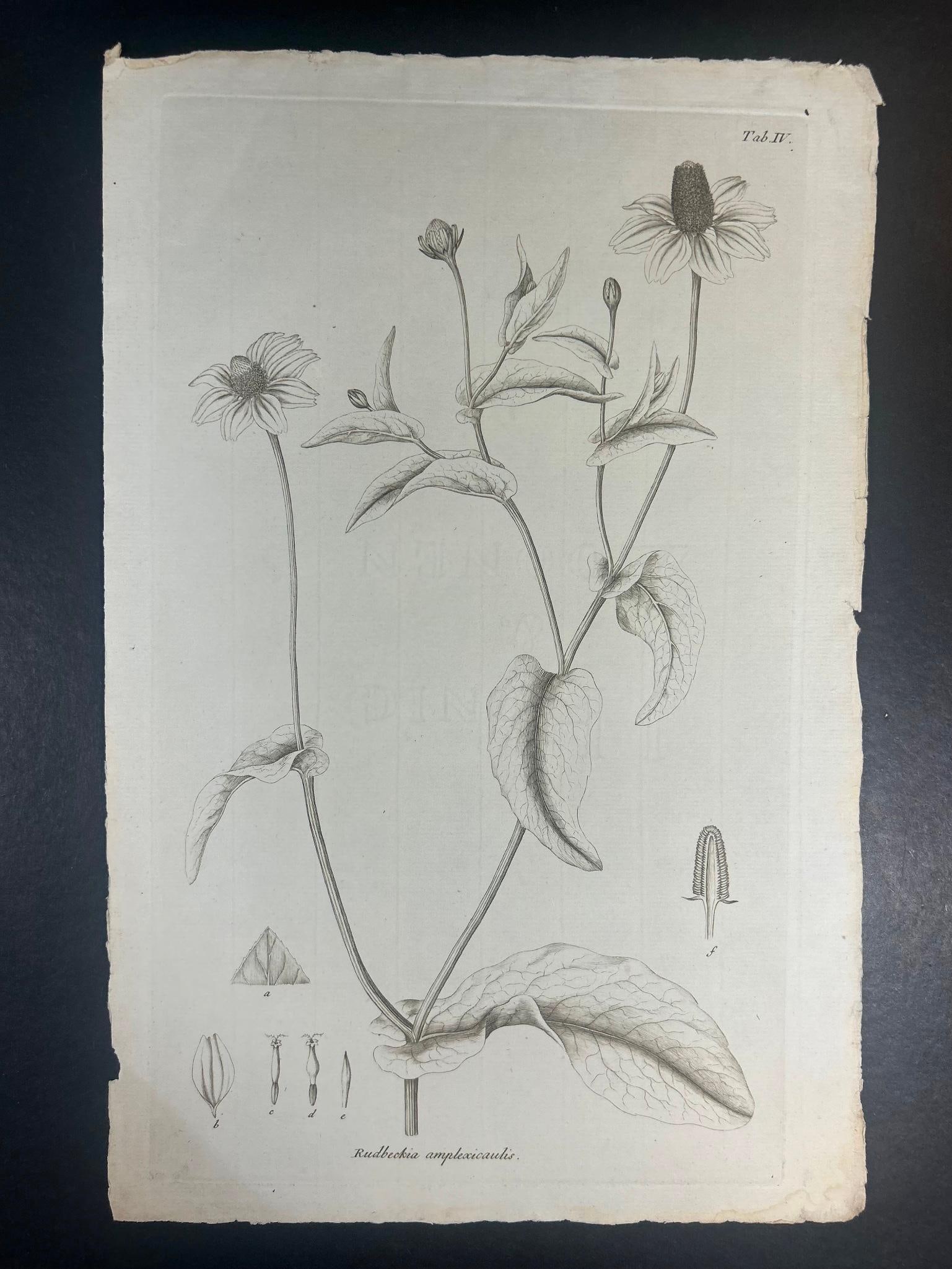 18th Century Botanical Etching Rudbeckia Amplexicaulis (1 of 3)