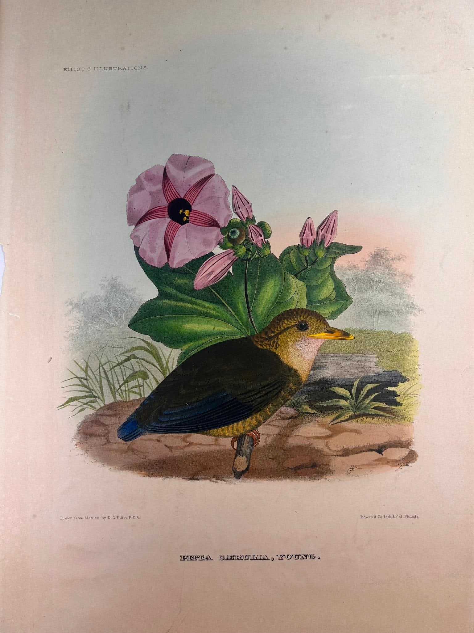 Daniel Giraud Elliot Pitta CÆrulia, Young Hand-Colored Lithograph (1 of 4)