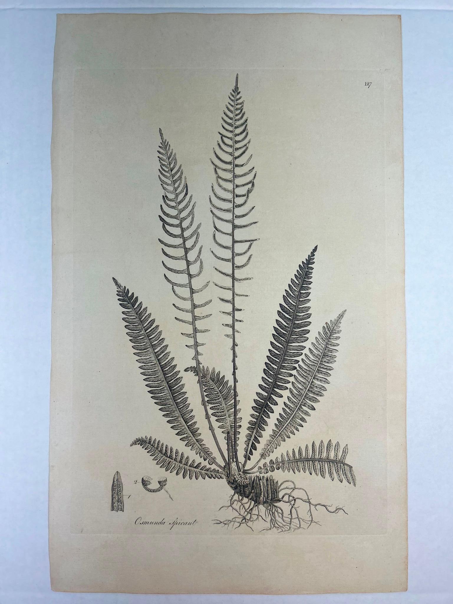 Antique Royal Fern Botanical Etching: Antique Royal Fern Etching. On laid paper. Approx 18 1/2" x 11 1/4" Overall good condition. Some toning along edge.