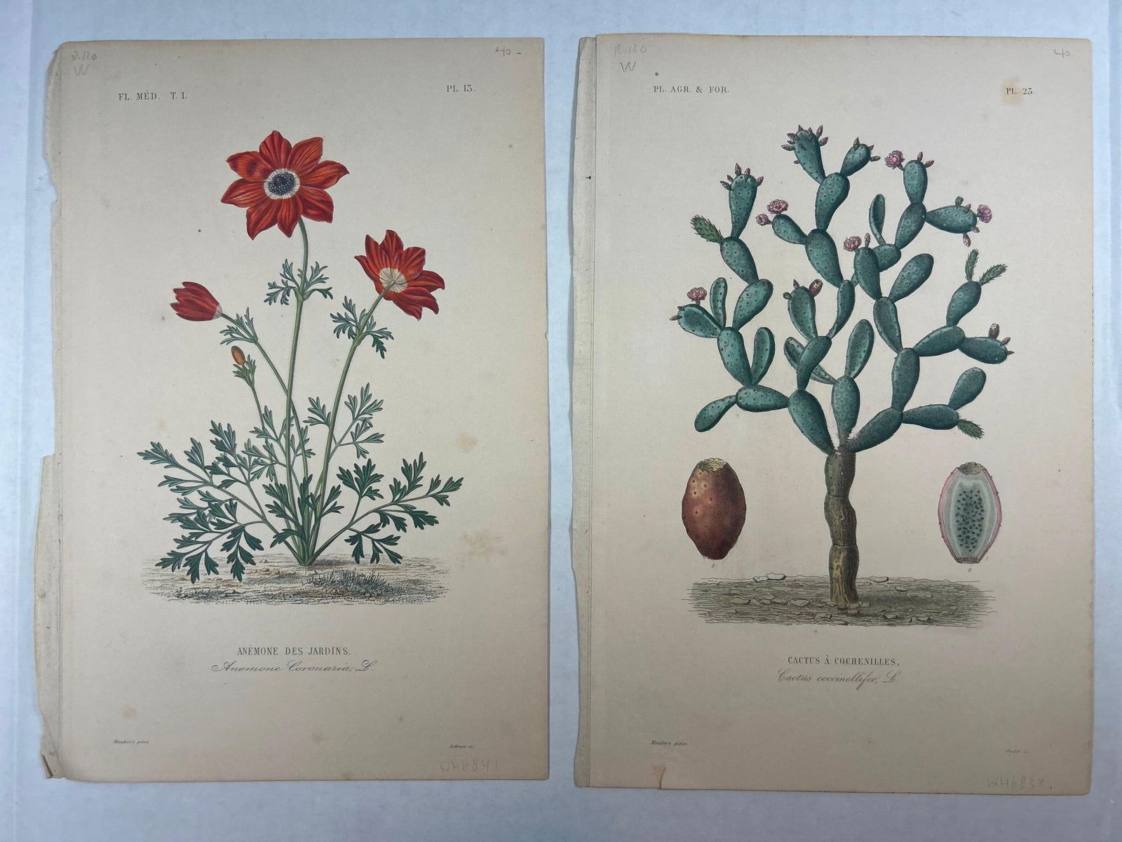 A Lot of 19th Century French Botanical Lithographs (1 of 12)
