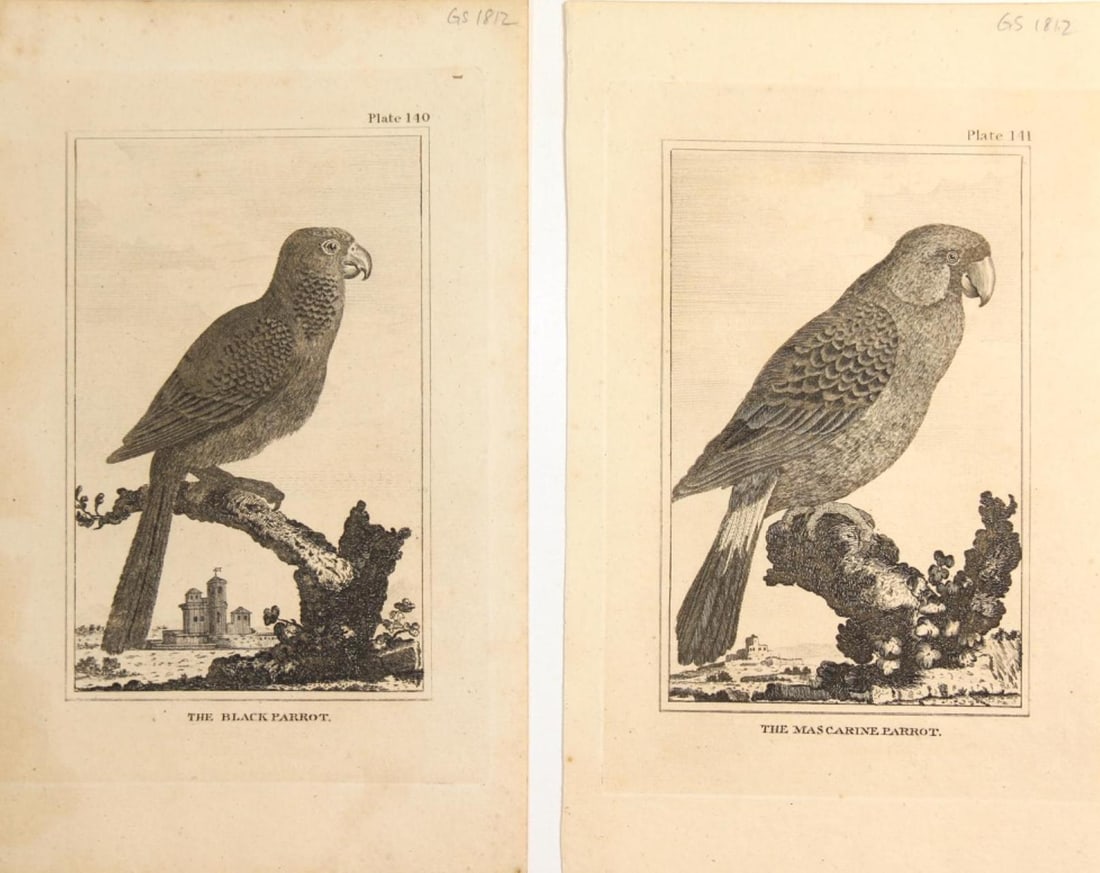 Parrot and other Various Bird Etchings (1 of 7)