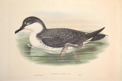 19th Century Hand-colored Lithograph (Puffinus Major)