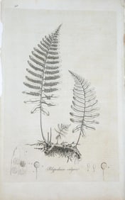 A 18th Century Common Polypody Botanical Etching