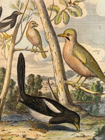 A Mollicepa Jay/Pica-Pie Antique Engraving
