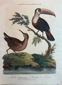A Lot of Antique Bird Prints/Engravings