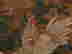 item-136325451=5