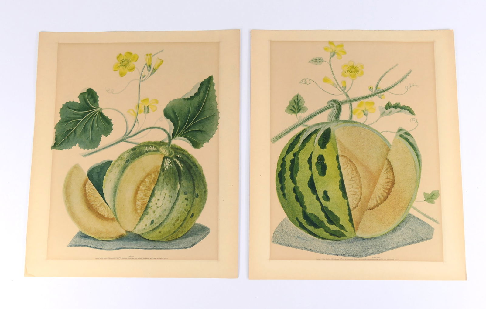 Antique George Brookshaw Melon Print Pair (1 of 5)