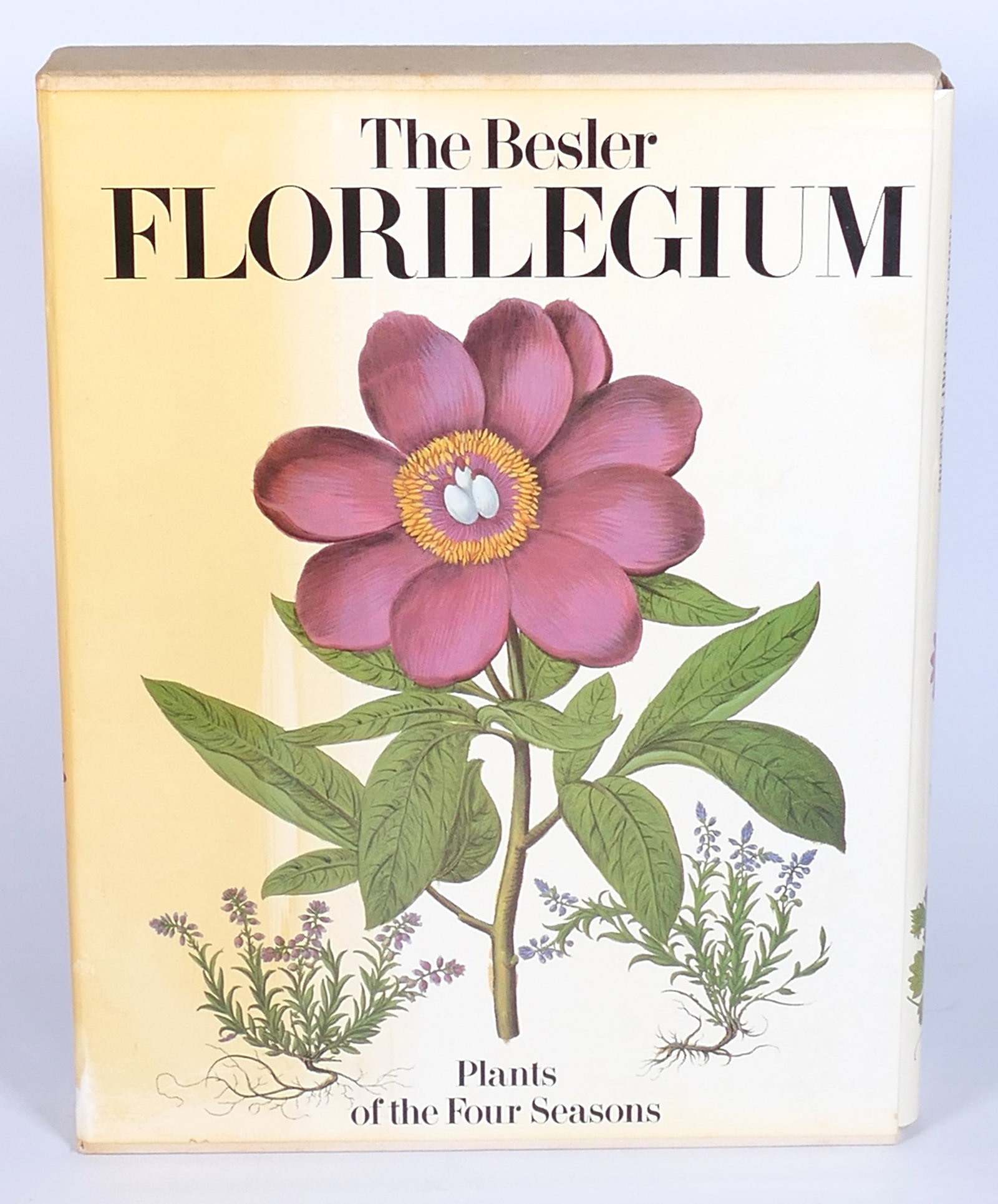 "The Besler Florilegium" in Slipcover: "The Besler Florilegium Plants of the Four Seasons" translated from French 1989, Harry Abrams publisher in slipcover (discolored). Page 228 has a pressed dried rose head shadow. Location: Library