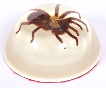 Tarantula Paperweight