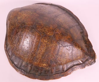 Large Turtle Shell