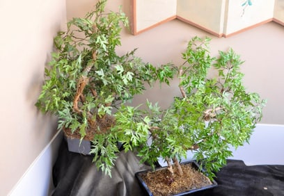Two Artificial Bonsai Trees