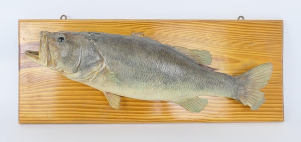 Antique Taxidermy Bass