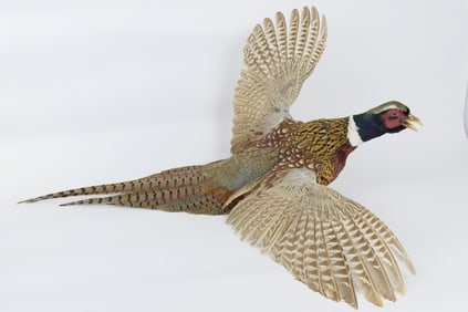 Taxidermy Ring Neck Pheasant