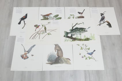 Eight Ray Harm Bird and Squirrel Prints