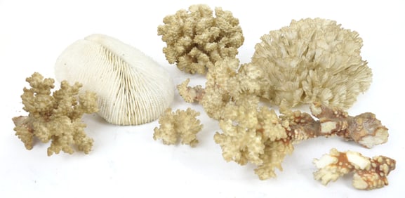 Coral Specimens