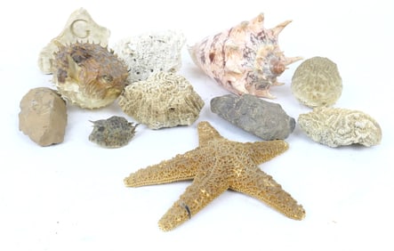 Seashells and Creatures