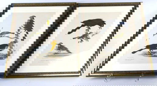 Two Bird Prints of Engravings