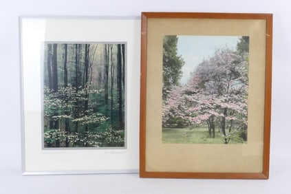 Two Framed Floral Tree Studies