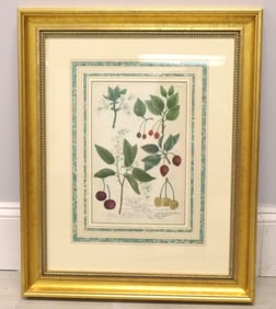 Botanical Mezzotint Engraving by Johann Weinmann